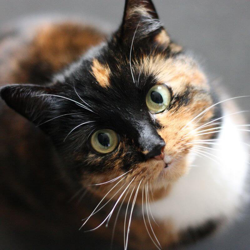 Lone Tree Veterinary Hospital Top Rated Antioch Veterinarians