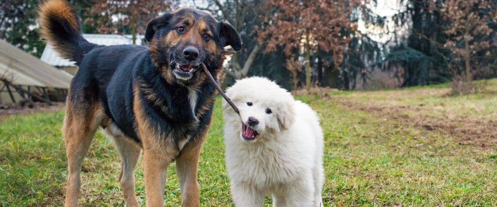 German Shepherd and Great Pyrenees playing at dog park