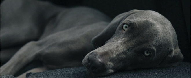 Can Dogs Get the Flu? What to Know About Canine Influenza