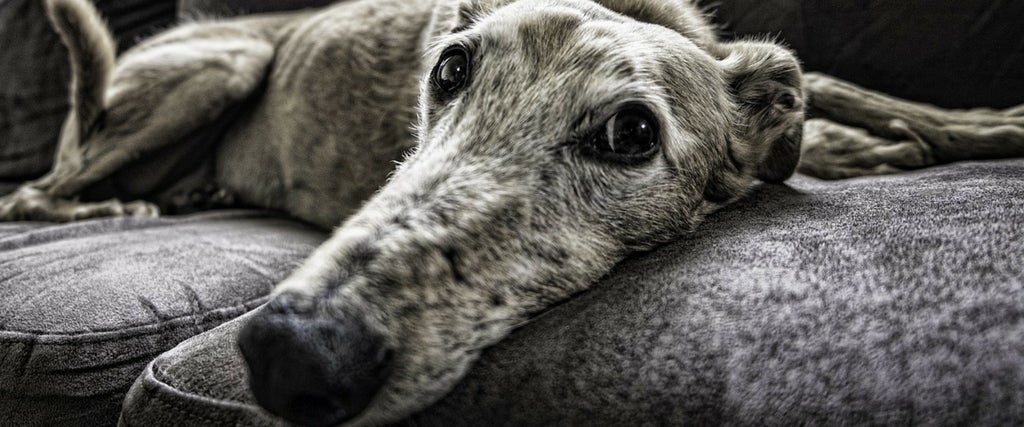 Signs of Cancer in Dogs: What to Watch For and When to Act