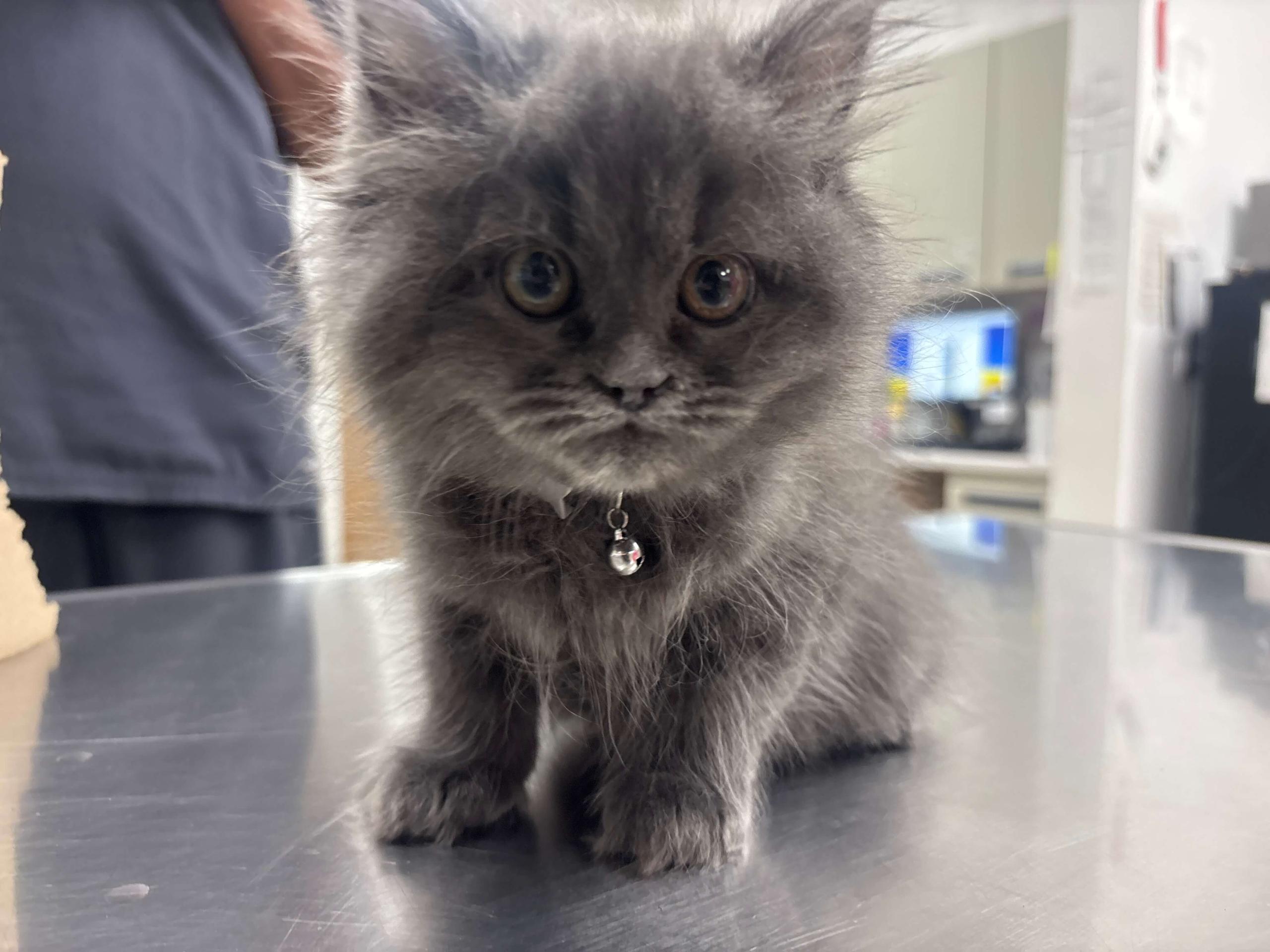 Kitten at Vet