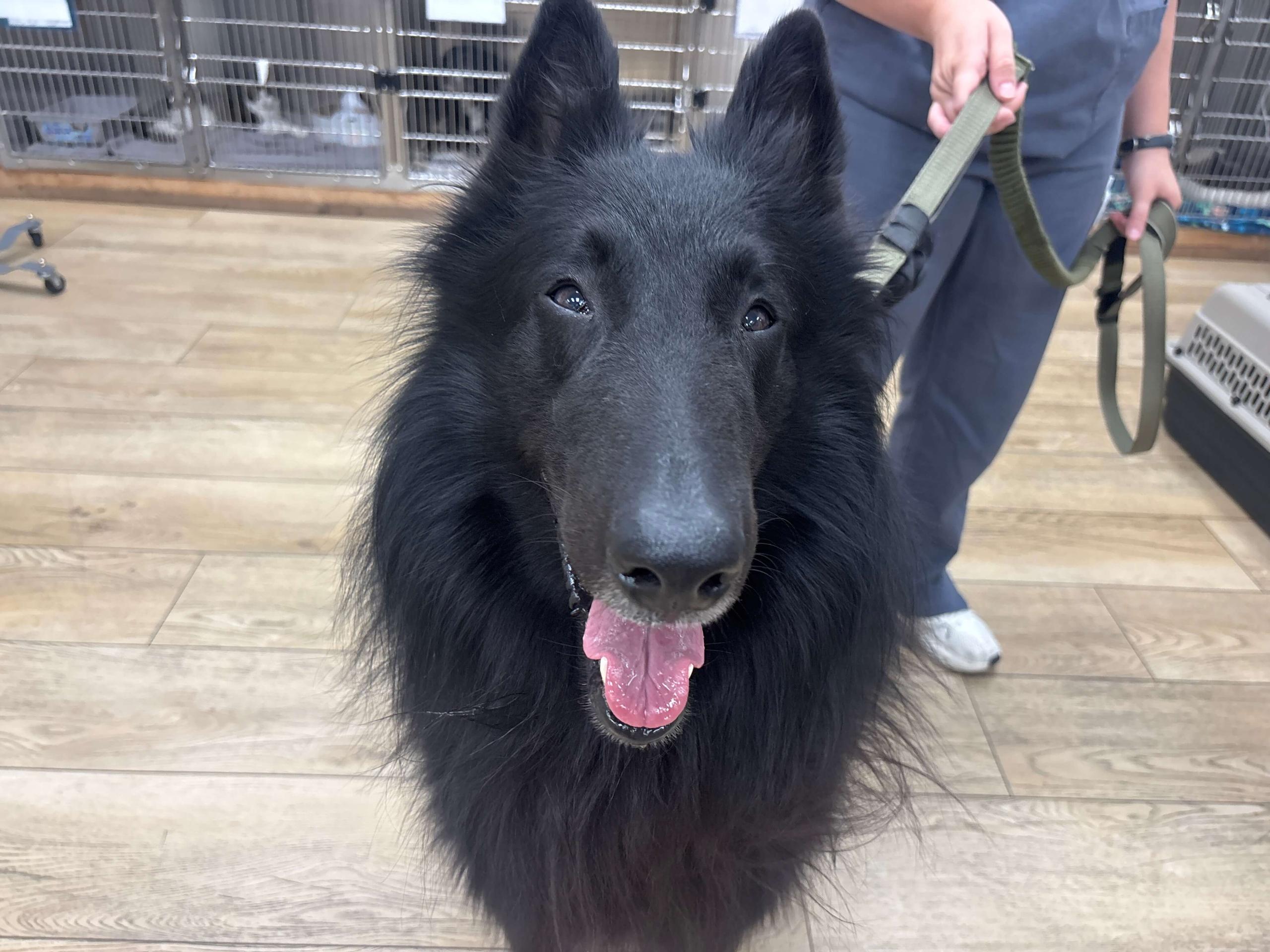 dog at vet