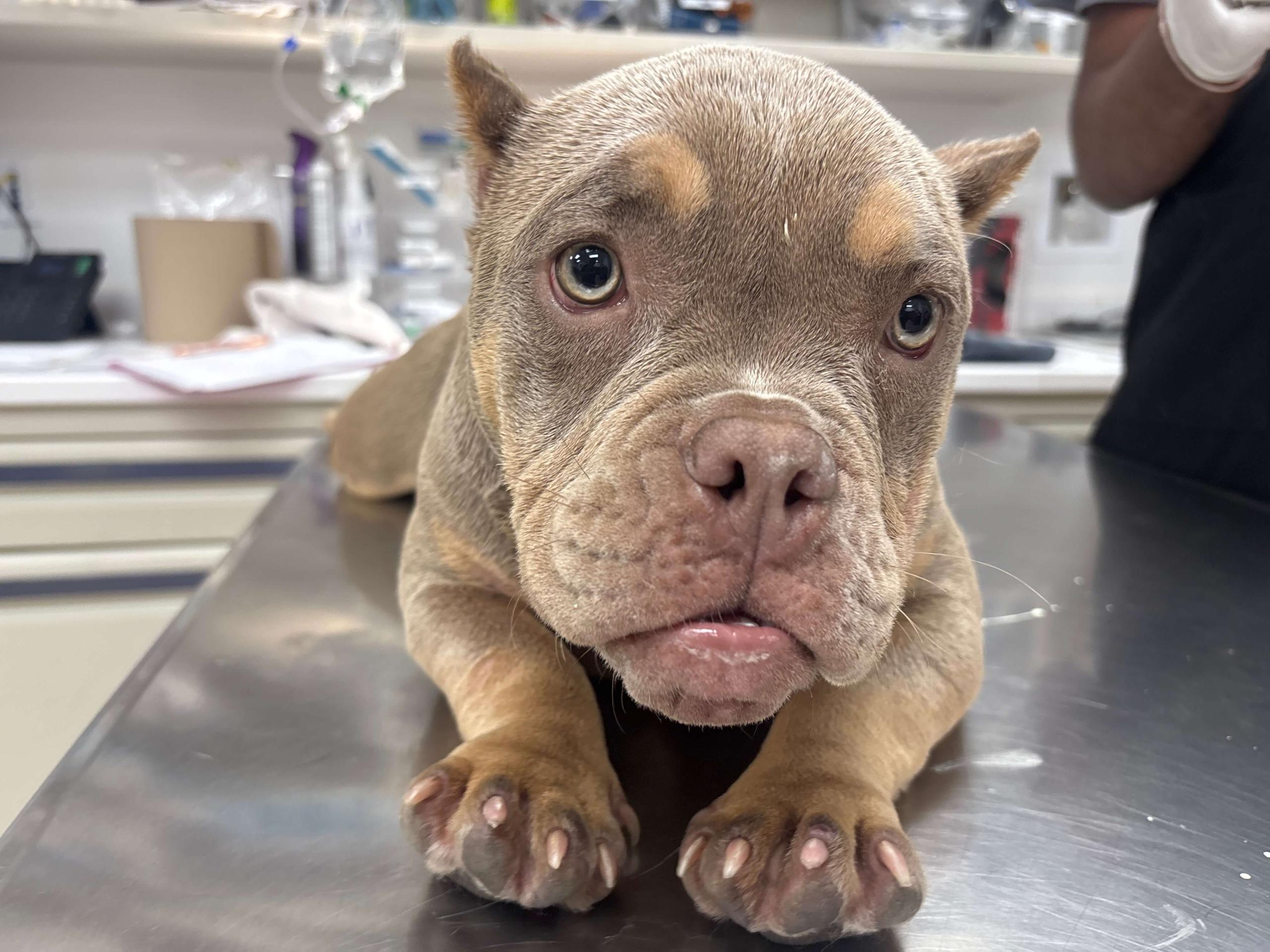 Dog Preventative Care