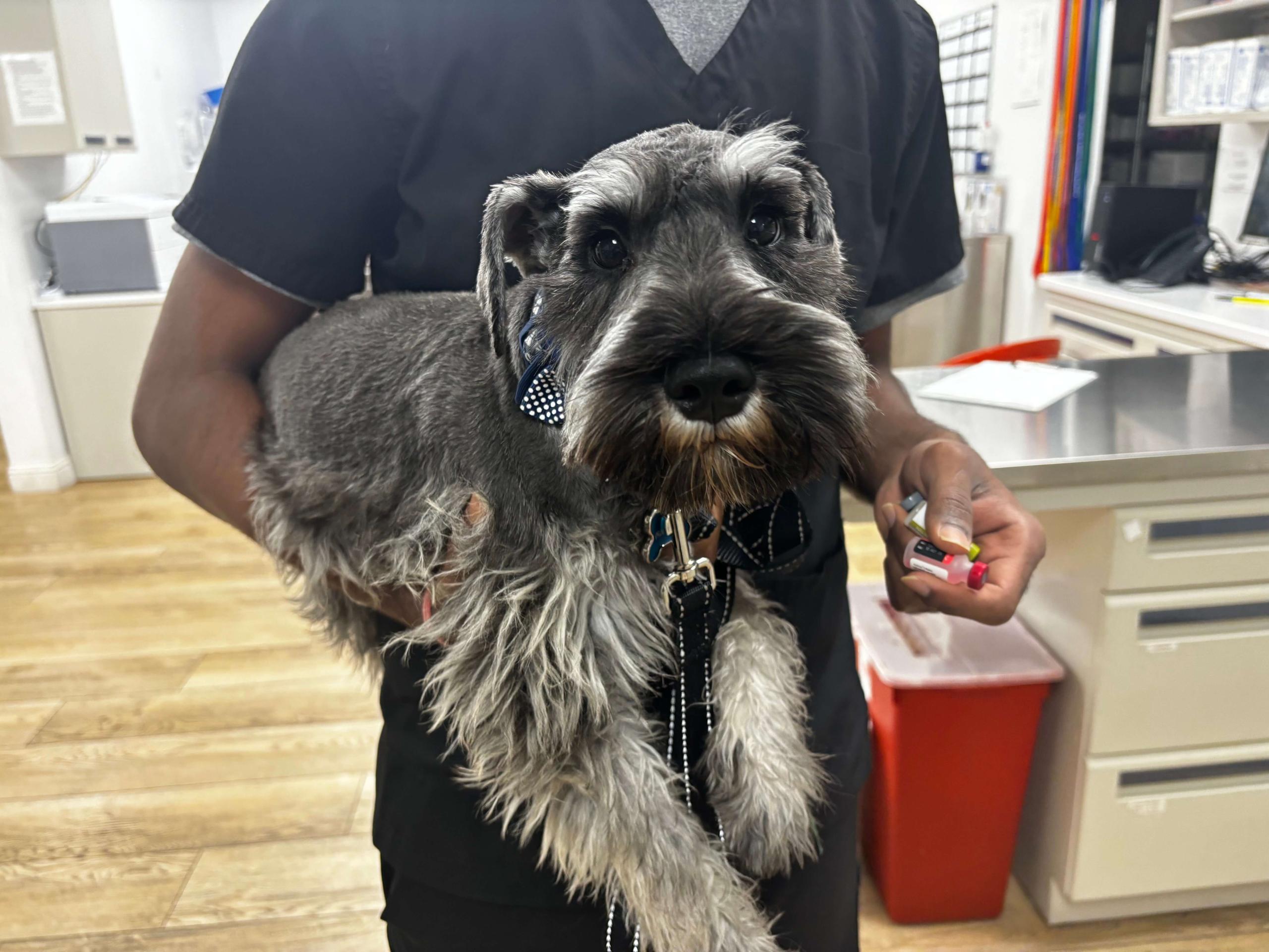 Dog Preventative Care