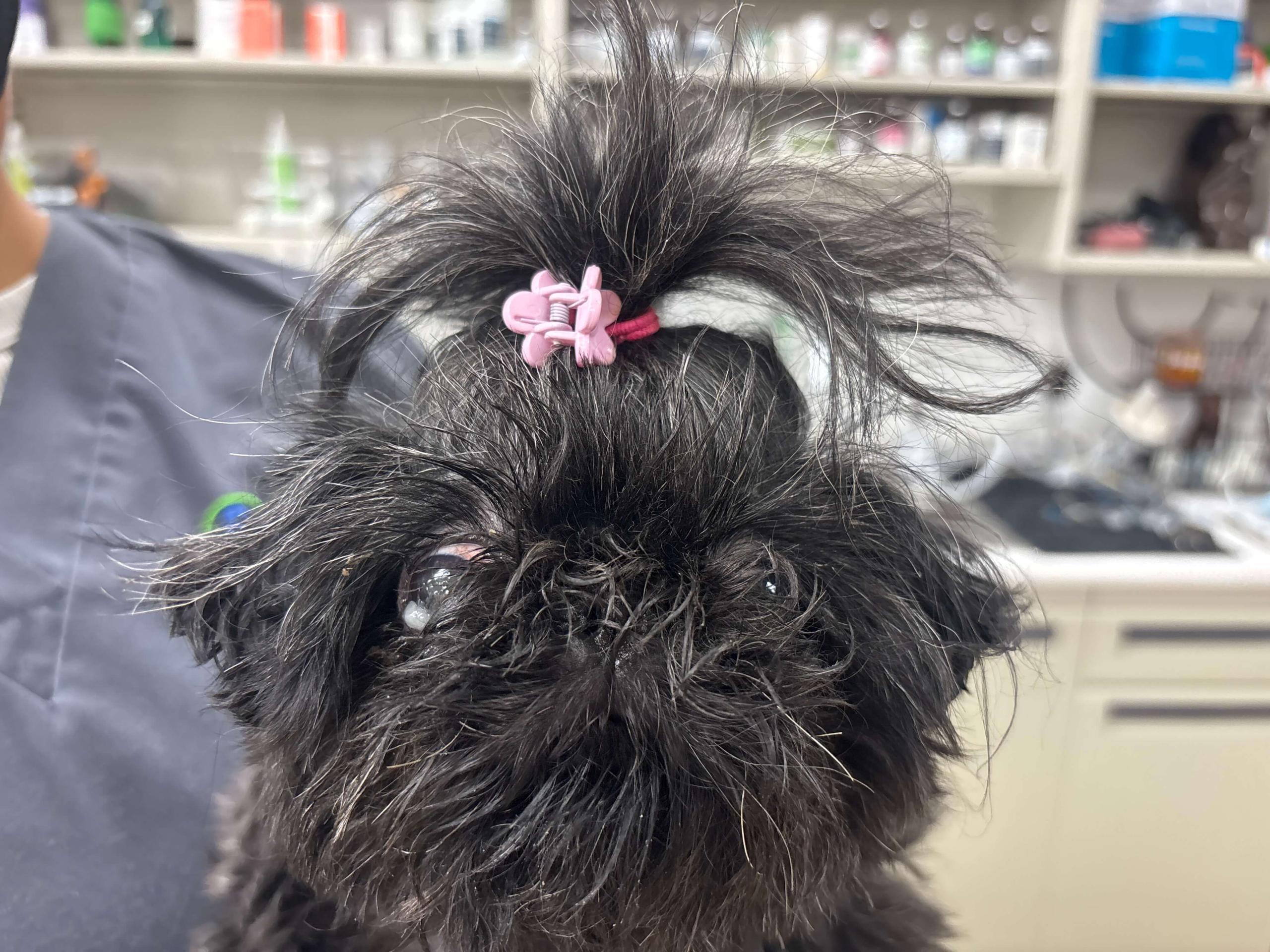 Dog with bow in hair
