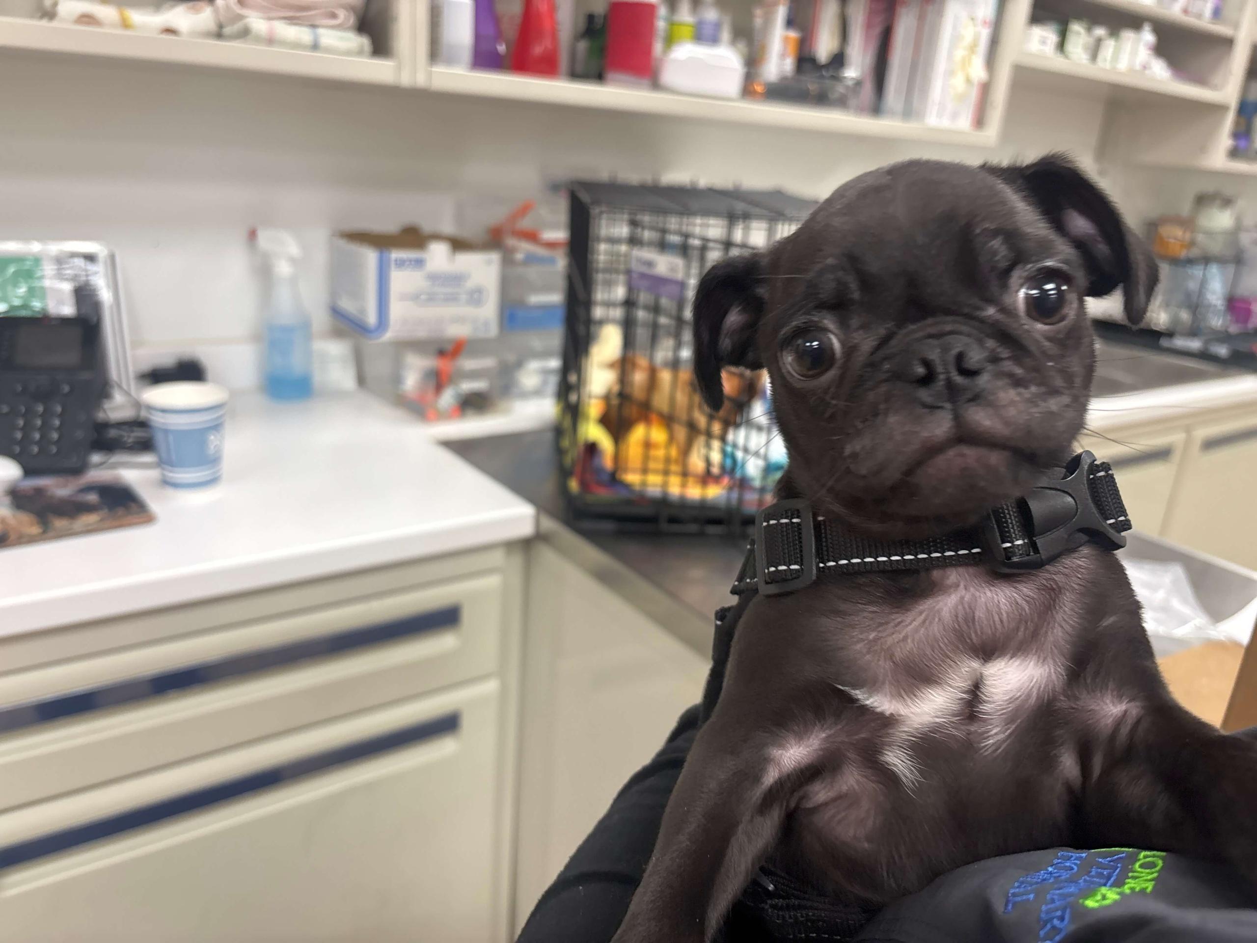 Pug at Vet