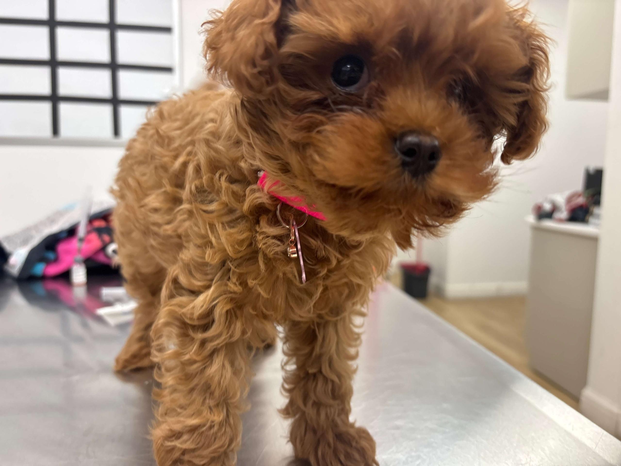 Puppy Spay and Neuter