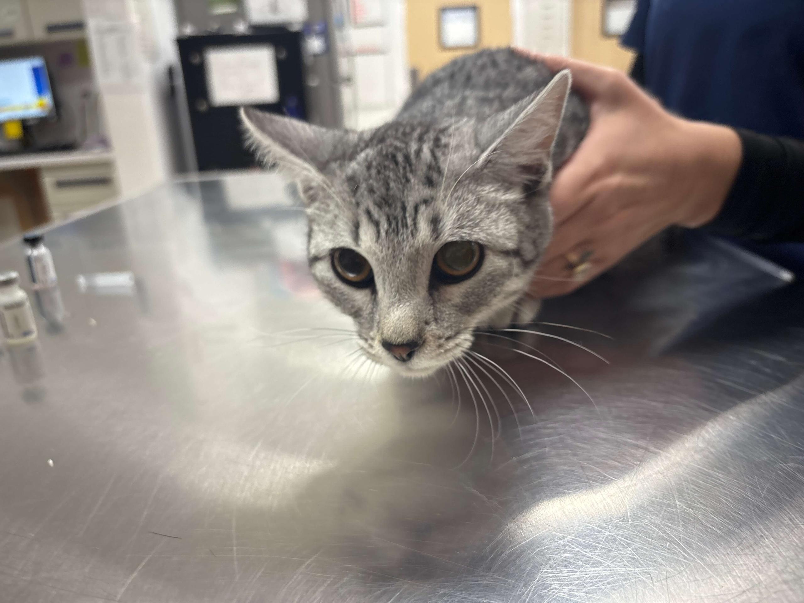 Cat at Vet