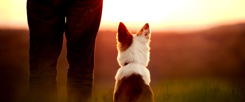 Dog and owner outside watching the sunset. Owner thinking about dog end of life care