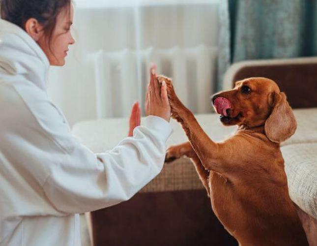 5 Fun Indoor Games to Keep Your Dog Entertained When It&#039;s Too Cold Outside