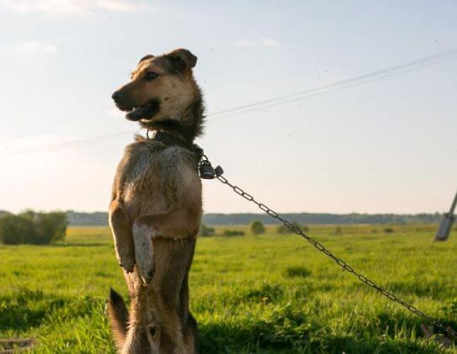 Breaking the Chains: Celebrating National Unchain a Dog Month