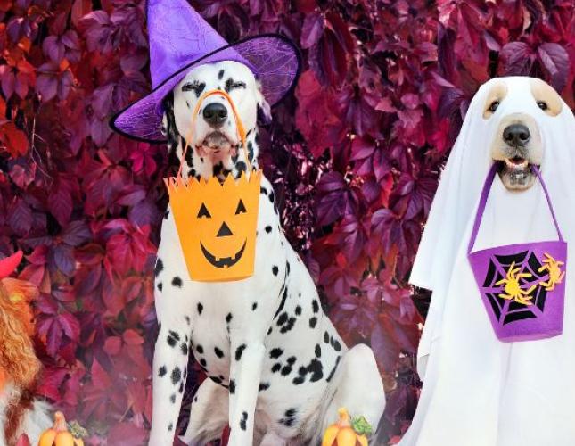 Trick-or-Treat: Homemade Halloween Treats for Dogs and Cats
