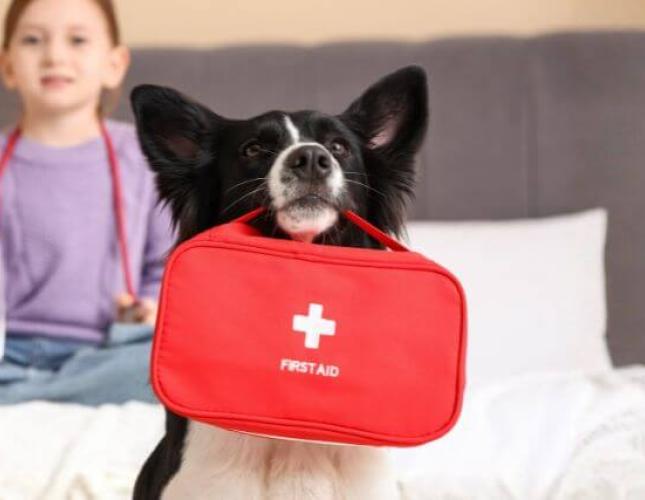 How to Make a Pet First Aid Kit