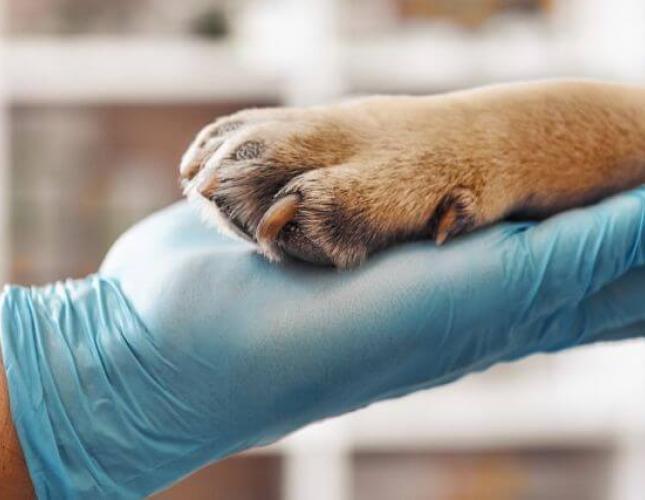 Maximizing Canine Health: The Importance of Lab Work Through Your Dog's Life
