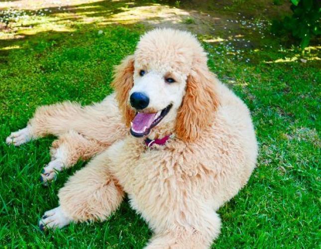 OFA Testing & Certification for Dogs: How It Leads to Healthier Dogs and Better Breeding