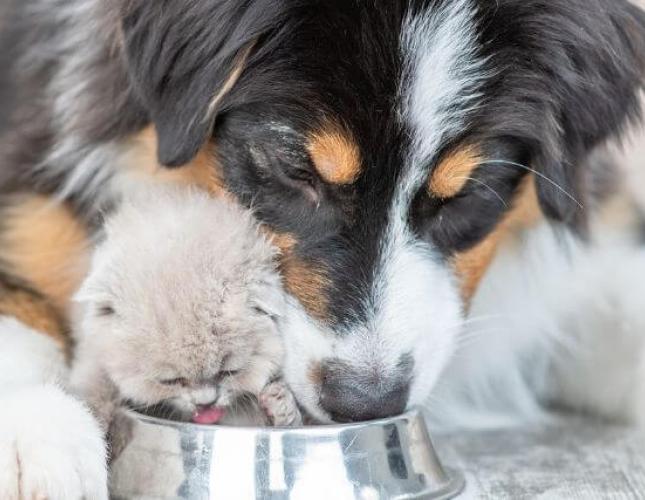 Lone Tree Veterinary Hospital Top Rated Antioch Veterinarians