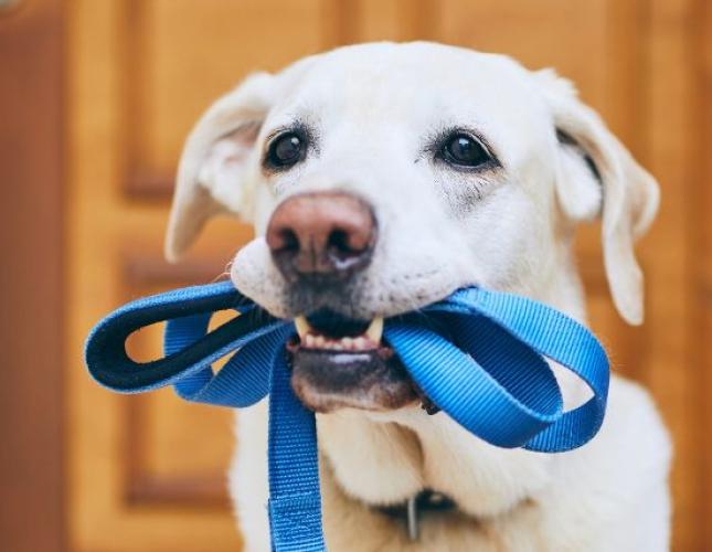 The Ultimate Guide to Dog Walking Gear