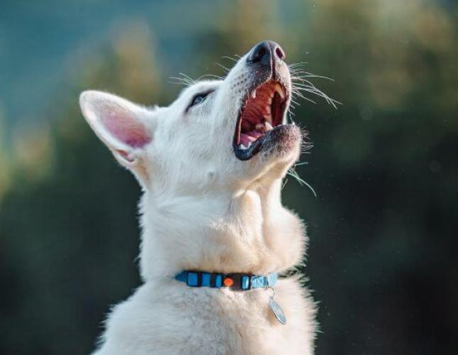 Protecting Your Pup: What You Need to Know About Canine Influenza Virus (CIV)