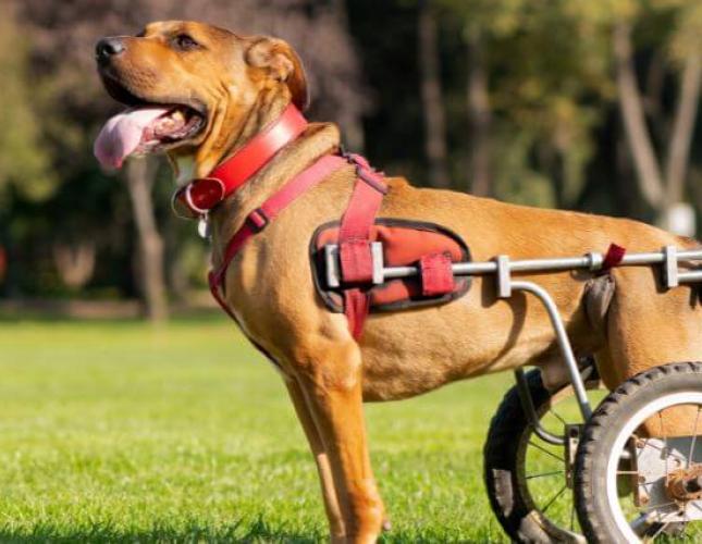 Why a "Less Adoptable Pet" May Be Your Perfect Match
