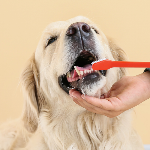 Dental Care