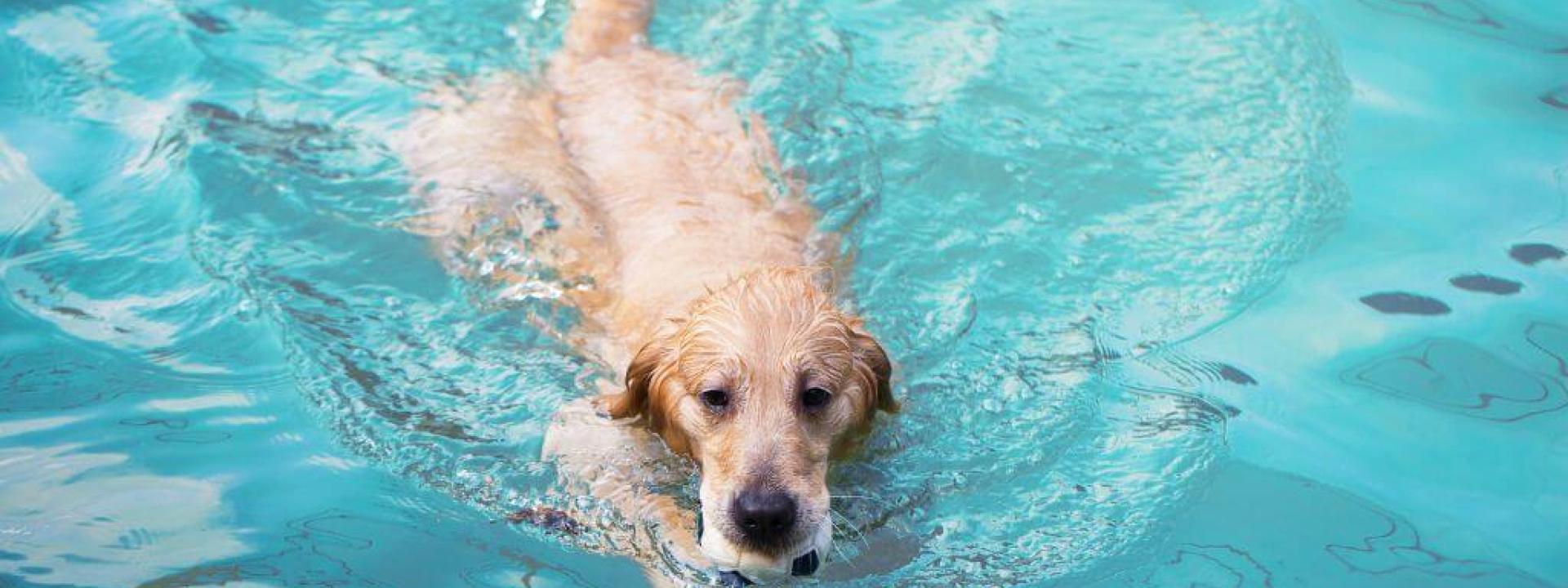 Dog swimming in pool, potential for dog tail sprain or swimmer's tail