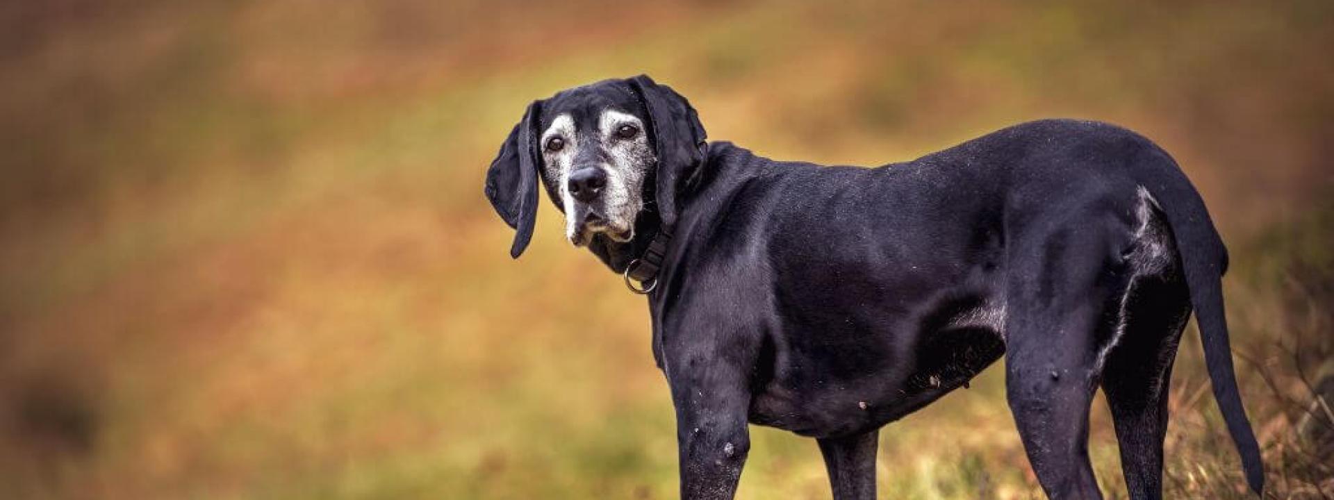 Senior dog walking outside, good mobility is a dog quality of life indicator