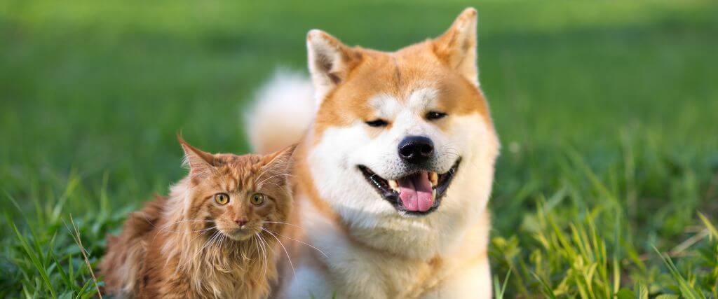 Orange cat and a Shiba Inu dog sitting in the grass together 