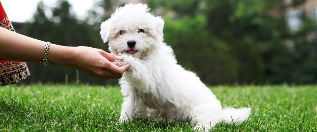 Owner holds dog's paw
