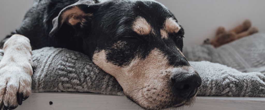 A lethargic dog displaying signs of distemper.