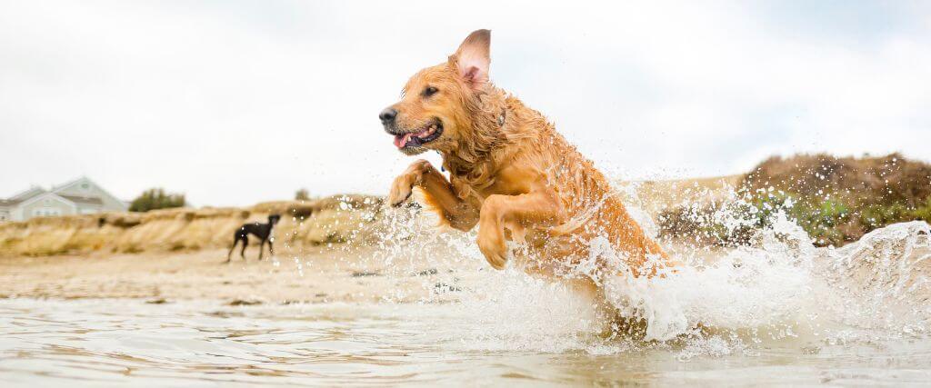 Dog jumping in water along the shore of a large body of water