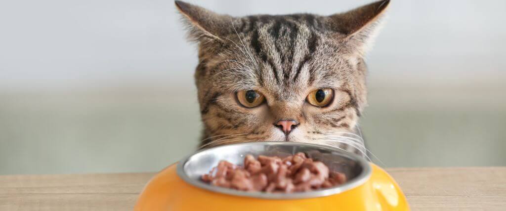 Cat looking at food in a bowl